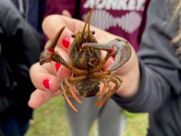 k-wettbewerbbiologie (15)